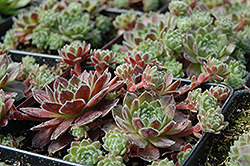 Sunkist Hens And Chicks (Sempervivum 'Sunkist') at Lakeshore Garden Centres