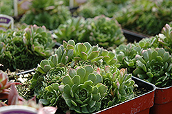 Rosularia (Rosularia platyphylla) at Lakeshore Garden Centres