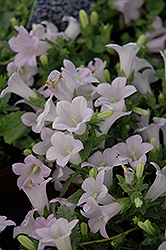 Divine Blue Peachleaf Bellflower (Campanula persicifolia 'Divine Blue') at Lakeshore Garden Centres
