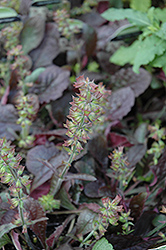 Purple Volcano Sage (Salvia lyrata 'Purple Volcano') at Lakeshore Garden Centres