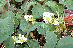 Kent Strawberry (Fragaria 'Kent') at Lakeshore Garden Centres