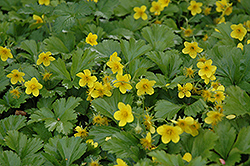 Barren Strawberry (Waldsteinia fragarioides) at Lakeshore Garden Centres