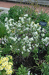 Helvetica Serviceberry (Amelanchier ovalis 'Helvetica') at Lakeshore Garden Centres