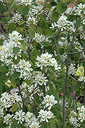 Helvetica Serviceberry (Amelanchier ovalis 'Helvetica') at Lakeshore Garden Centres