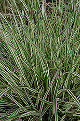 Variegated Reed Grass (Calamagrostis x acutiflora 'Overdam') at Golden Acre Home & Garden