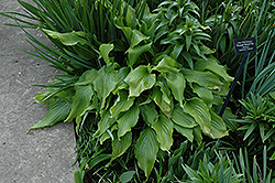 Green Fountain Hosta (Hosta 'Green Fountain') at Lakeshore Garden Centres