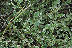 Picta Japanese Kerria (Kerria japonica 'Picta') at Lakeshore Garden Centres