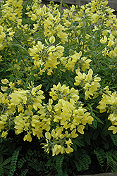 Yellow Wild Indigo (Baptisia sphaerocarpa) at Lakeshore Garden Centres