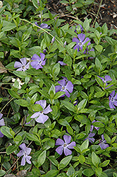 Common Periwinkle (Vinca minor) at The Mustard Seed