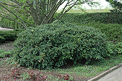 Anderson Yew (Taxus x media 'Andersonii') at A Very Successful Garden Center