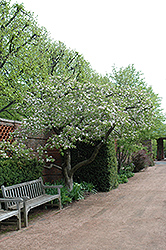 Golden Delicious Apple (Malus 'Golden Delicious') at Lakeshore Garden Centres