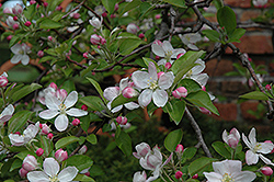 Golden Delicious Apple (Malus 'Golden Delicious') at Lakeshore Garden Centres