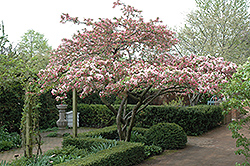 Redbud Crabapple (Malus x zumi 'Calocarpa') at Lakeshore Garden Centres