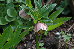 Blackthorn Hybrid Hellebore (Helleborus x sternii) at Lakeshore Garden Centres