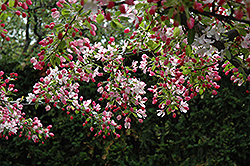 Redbud Crabapple (Malus x zumi 'Calocarpa') at Lakeshore Garden Centres