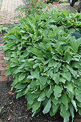 White-Flowered Siebold's Hosta (Hosta sieboldiana 'Alba') at Lakeshore Garden Centres