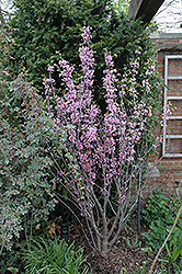 Texas Redbud (Cercis canadensis 'var. texensis') at Lakeshore Garden Centres