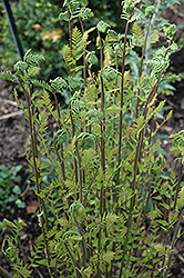 Hay-Scented Fern (Dennstaedtia punctilobula) at Lakeshore Garden Centres
