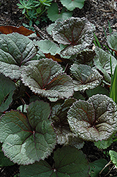 Dark Beauty Rayflower (Ligularia dentata 'Dark Beauty') at Lakeshore Garden Centres
