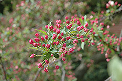 Sargent's Pink Flowering Crab (Malus sargentii 'Rosea') at Lakeshore Garden Centres