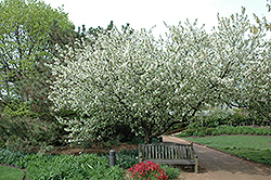 Walters Siberian Crab Apple (Malus baccata 'Walters') at Lakeshore Garden Centres