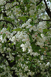 Walters Siberian Crab Apple (Malus baccata 'Walters') at Lakeshore Garden Centres