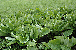 Sum and Substance Hosta (Hosta 'Sum and Substance') at Peter Knippel Garden Centre
