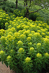 Marsh Spurge (Euphorbia palustris) at Lakeshore Garden Centres