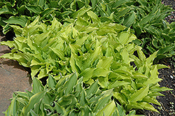 Gold Medallion Hosta (Hosta 'Gold Medallion') at Lakeshore Garden Centres