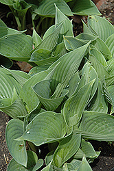 Blue Skies Hosta (Hosta 'Blue Skies') at Lakeshore Garden Centres