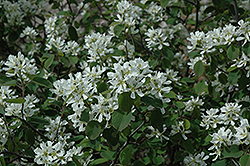 Dwarf Garden Serviceberry (Amelanchier ovalis 'Pumila') at Lakeshore Garden Centres