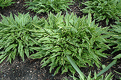 Stiletto Hosta (Hosta 'Stiletto') at Lakeshore Garden Centres