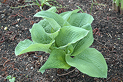 Bigfoot Hosta (Hosta 'Bigfoot') at Lakeshore Garden Centres