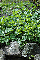 Japanese Butterbur (Petasites japonicus) at Lakeshore Garden Centres