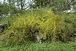 Arnold Dwarf Forsythia (Forsythia x intermedia 'Arnold Dwarf') at Lakeshore Garden Centres