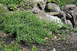 Weeping Dappled Willow (Salix integra 'Pendula') at Lakeshore Garden Centres