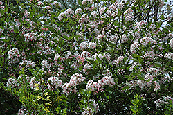 Judd's Viburnum (Viburnum x juddii) at Lakeshore Garden Centres
