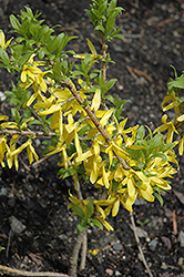 Golden Peep Forsythia (Forsythia x intermedia 'Courdijau') at Lakeshore Garden Centres