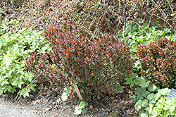 Bagatelle Japanese Barberry (Berberis thunbergii 'Bagatelle') at Lakeshore Garden Centres