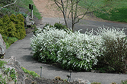 Grefsheim Spirea (Spiraea x cinerea 'Grefsheim') at Lakeshore Garden Centres