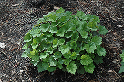 Forest Frost Fringecups (Tellima grandiflora 'Forest Frost') at Lakeshore Garden Centres