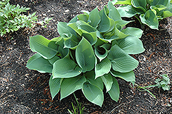 Reginald Kaye Hosta (Hosta 'Reginald Kaye') at Lakeshore Garden Centres