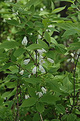 Korean Deutzia (Deutzia coreana) at Lakeshore Garden Centres