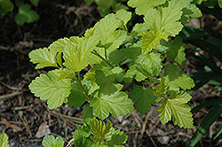 Common Ninebark (Physocarpus opulifolius) at The Mustard Seed