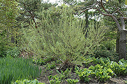 Rosemary Willow (Salix elaeagnos) at Lakeshore Garden Centres