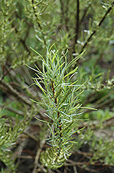 Rosemary Willow (Salix elaeagnos) at Lakeshore Garden Centres
