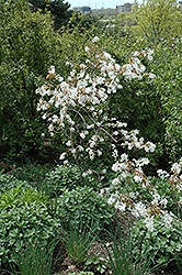 Dwarf Serviceberry (Amelanchier pumila) at Lakeshore Garden Centres