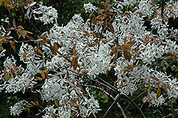 Dwarf Serviceberry (Amelanchier pumila) at Lakeshore Garden Centres