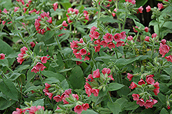 Salmon Glow Lungwort (Pulmonaria rubra 'Salmon Glow') at Lakeshore Garden Centres