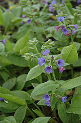 St. Ann's Lungwort (Pulmonaria 'St. Ann's') at Lakeshore Garden Centres